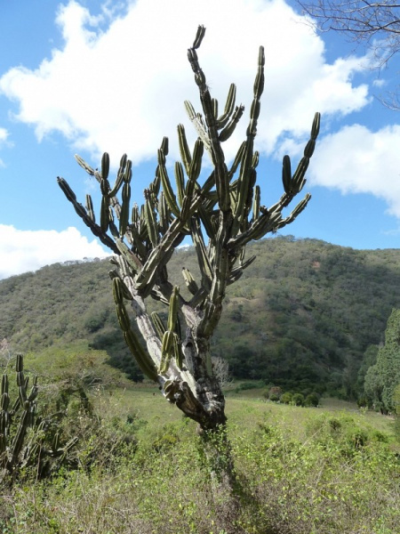 Файл:Cereus stenogonus 1.JPG