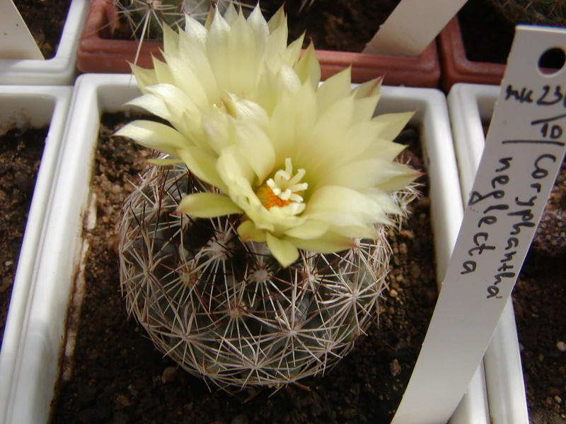 Файл:Coryphantha neglecta.jpg