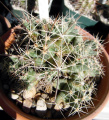 Coryphantha runyonii 02.JPG
