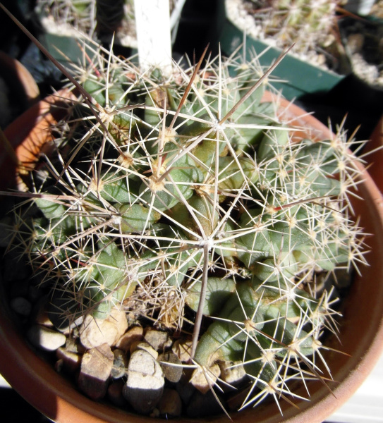 Файл:Coryphantha runyonii 02.JPG