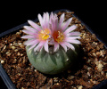 Lophophora fricii 3.jpg