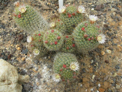 Mammillaria crinita ssp. wildii 101.jpg