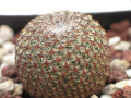Mammillaria crucigera 3W.jpg