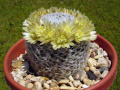 Mammillaria duwei 5.jpg