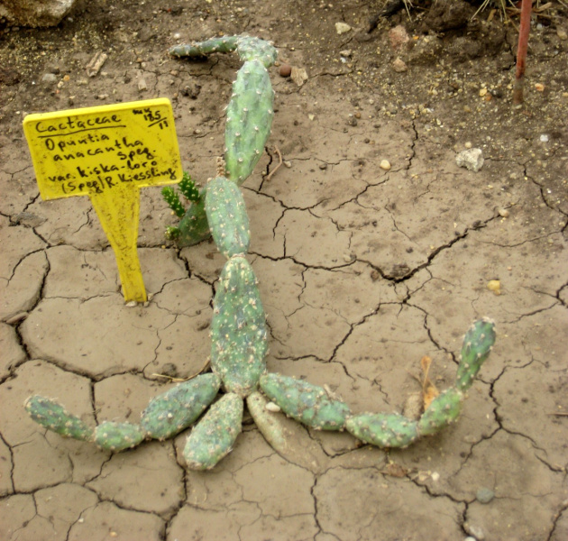 Файл:Opuntia anacantha var.kiska-loro.jpg