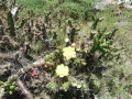 Opuntia aurantiaca