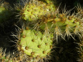 Opuntia littoralis 1b.jpg