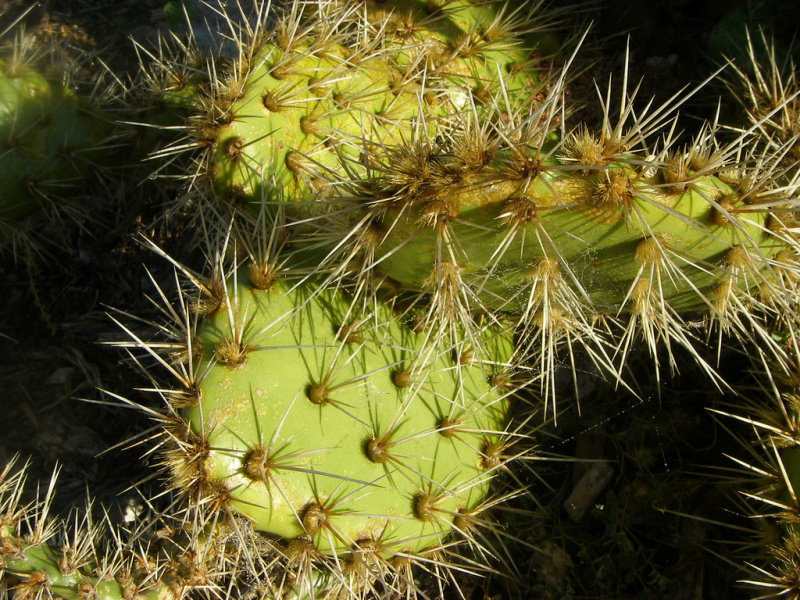 Файл:Opuntia littoralis 1b.jpg