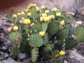 Opuntia strigil 72.jpg