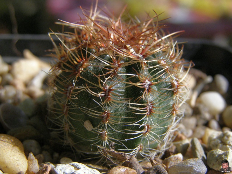 Файл:Oroya peruviana.jpg