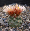 Pediocactus bradyi ssp. despainii