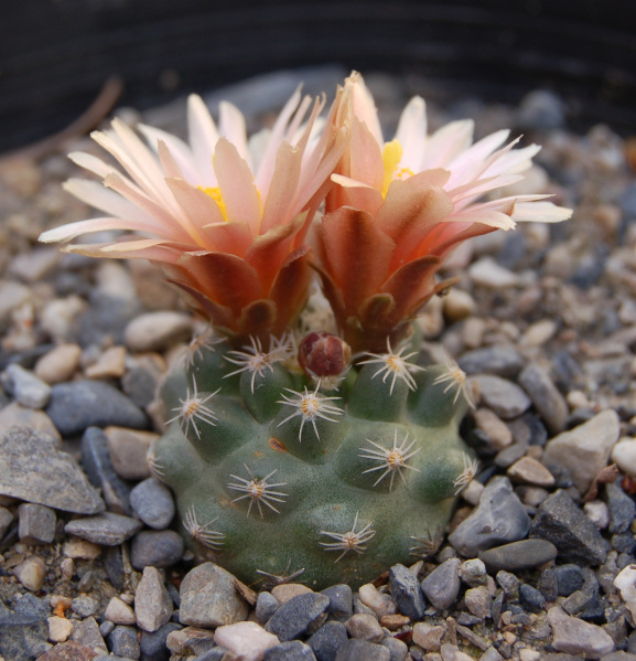 Файл:Pediocactus bradyi ssp. despainii 05.jpg