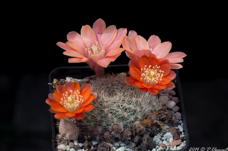 Файл:Rebutia deminuta ssp. kupperiana 5.jpg