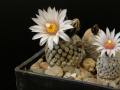 Turbinicarpus valdezianus var. albiflorus