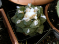 Ariocarpus fissuratus var. lloydii