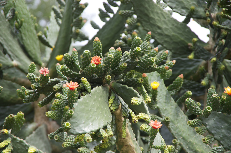 Файл:Consolea macracantha 1.jpg