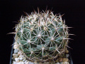 Coryphantha vogtherriana.JPG