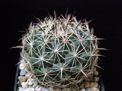 Coryphantha vogtherriana.JPG