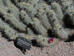 Echinocereus fasciculatus 1.JPG