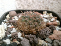 Gymnocalycium erinaceum 3.jpg