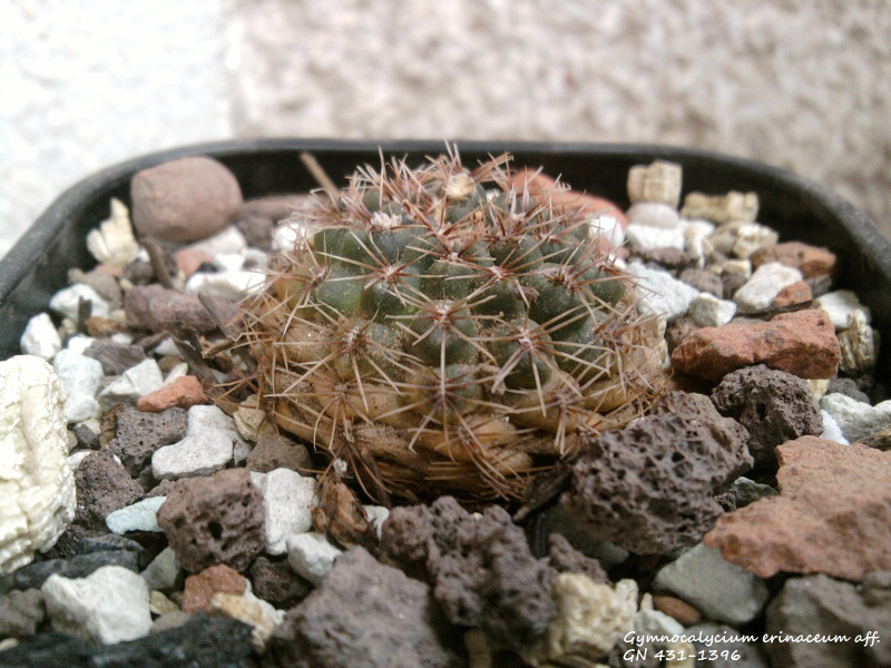 Файл:Gymnocalycium erinaceum 3.jpg