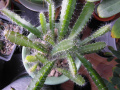 Hylocereus undatus 06.JPG