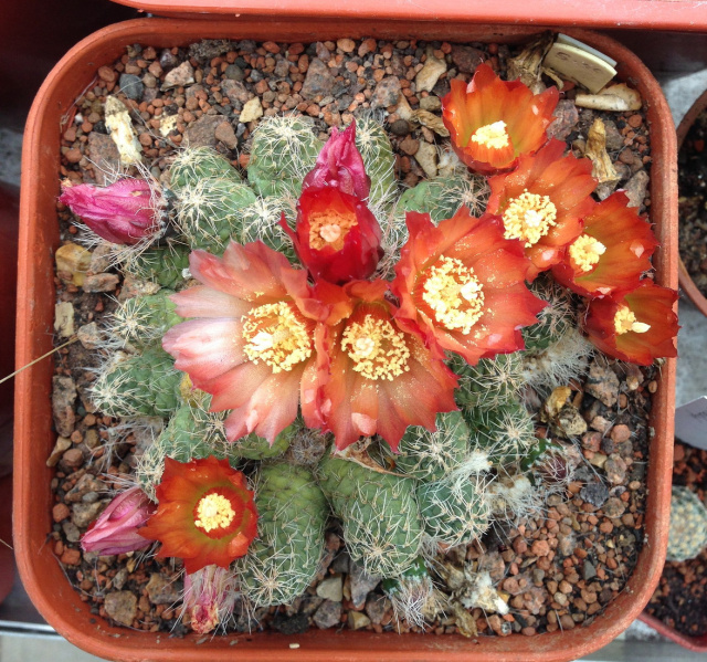 Файл:Maihueniopsis subterranea 2.jpg