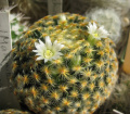 Mammillaria schiedeana