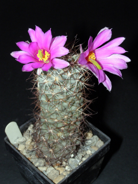 Файл:Mammillaria schumannii N2.JPG