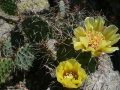 Opuntia aureispina 4.jpg