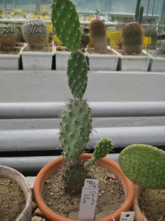 Opuntia curassavica 1.jpg