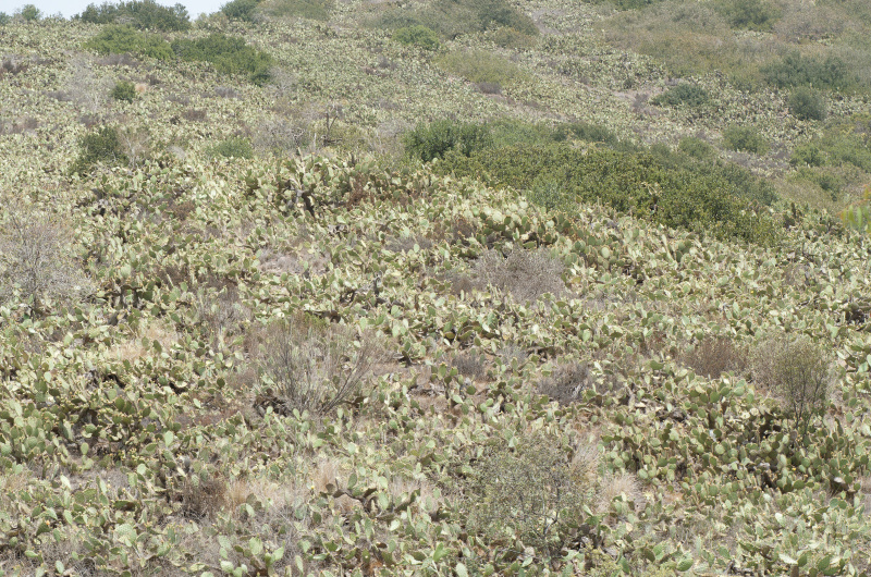 Файл:Opuntia littoralis h.jpg