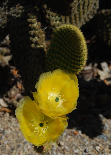 Файл:Opuntia microdasys 2.jpg