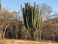 Pachycereus grandis