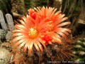 Parodia andreae 18658.jpg