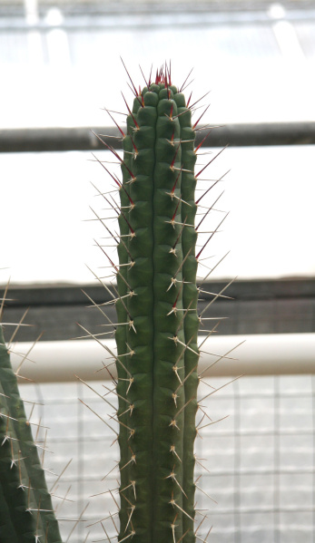 Файл:Rauhocereus riosaniensis 1.jpg