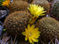 Rebutia glomeriseta 5.jpg