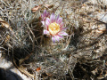 Stenocactus ochoterenanus 01.jpg
