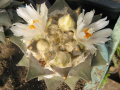 Ariocarpus retusus var. furfuraceus