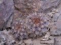 Copiapoa humilis ssp. tocopillana