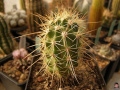 Echinocereus coccineus ssp. coccineus.jpg