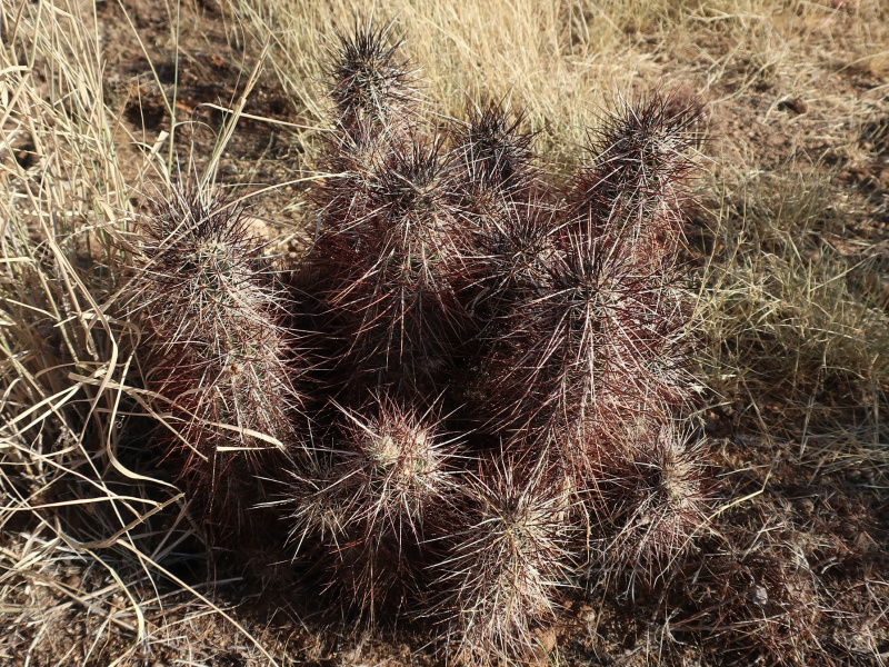 Файл:Echinocereus engelmannii 57.JPG