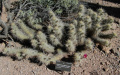 Echinocereus fasciculatus 2.JPG
