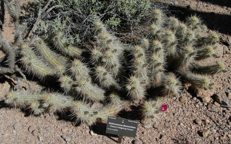 Файл:Echinocereus fasciculatus 2.JPG