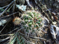 Echinopsis calochlora 1.JPG