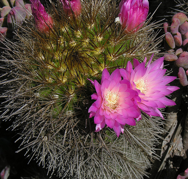 Файл:Eriosyce chilensis 7.jpg