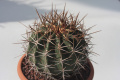 Ferocactus lindsayi 298.jpg