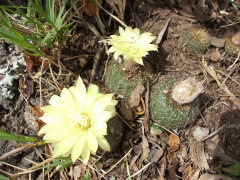 Frailea pygmaea 126.JPG