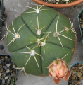 Gymnocalycium horstii ssp. buenekeri