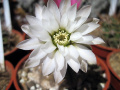 Gymnocalycium ragonesei 1.jpg